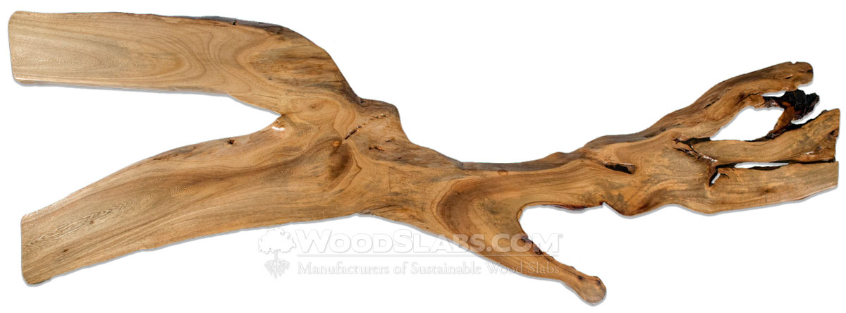 Cuban Laurel (Banyan) Wood Slabs