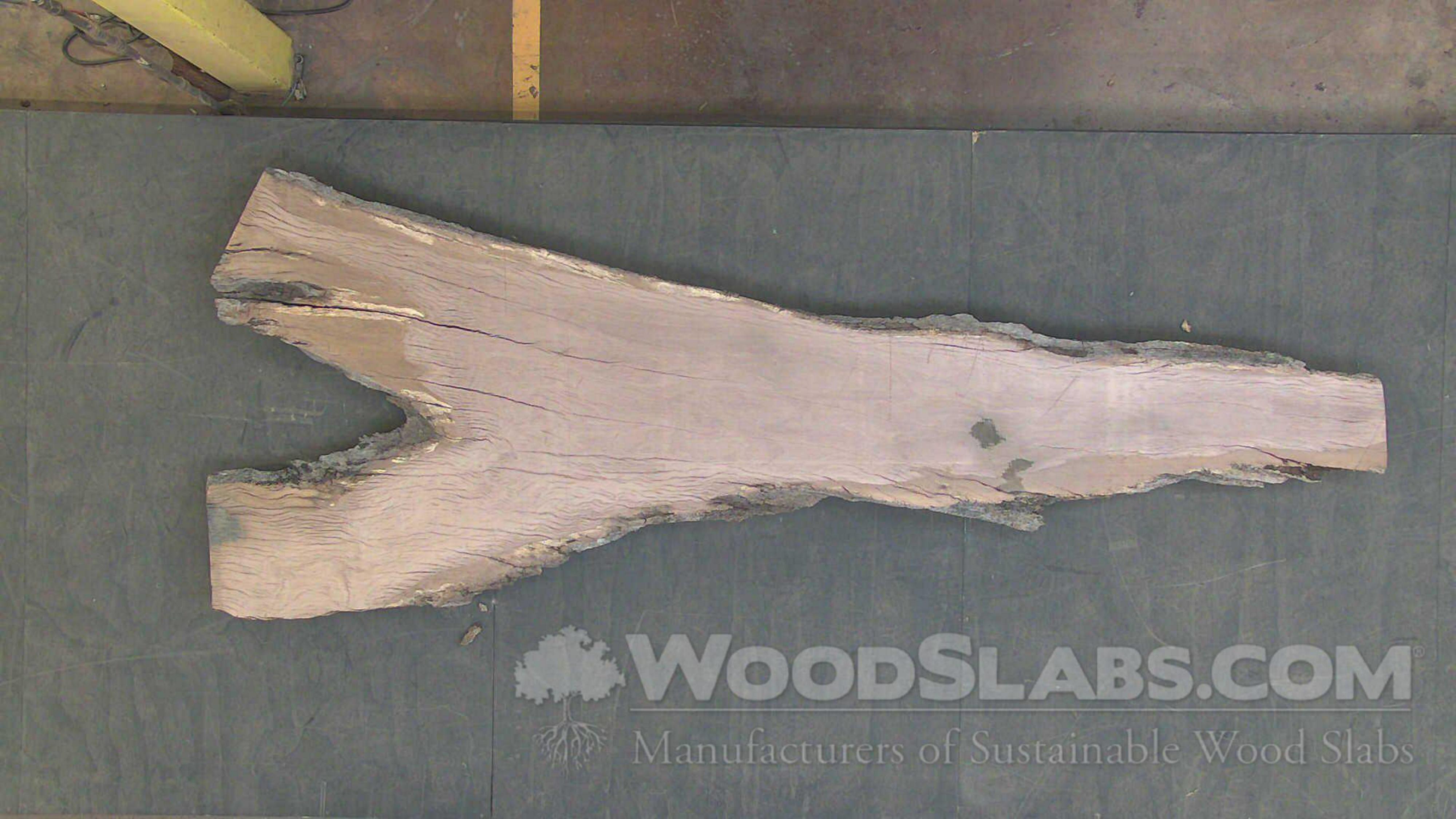  Live Oak Wood Slab #Z0D-OBL-LUFG