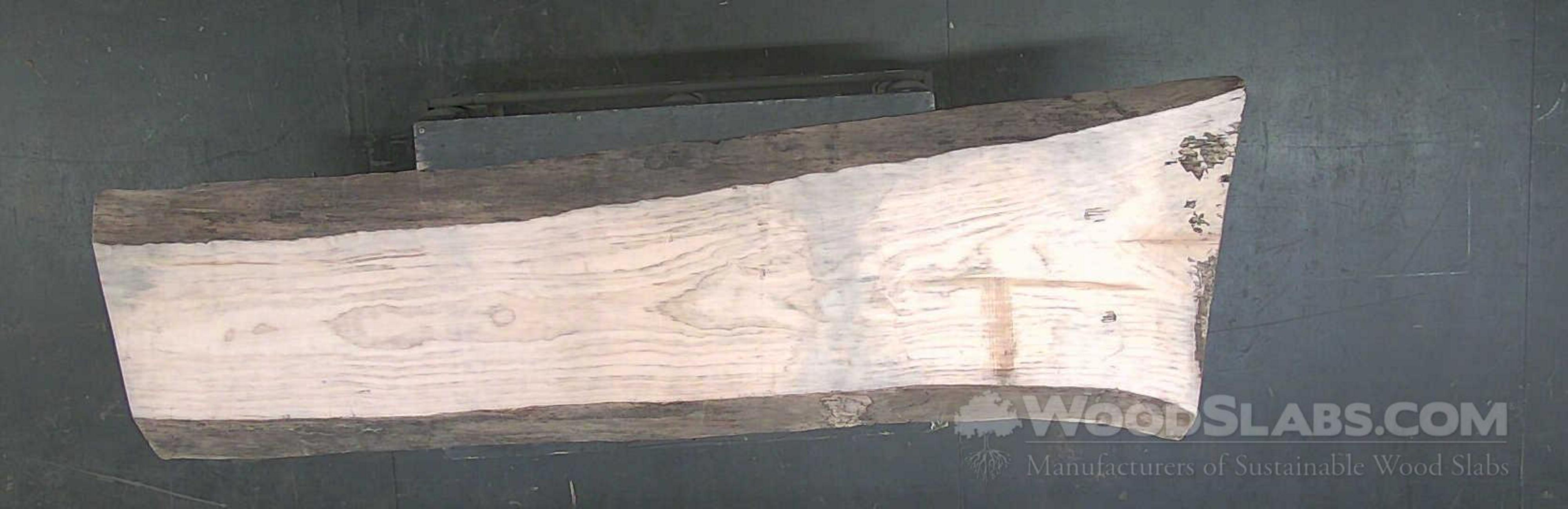 Norfolk Pine Norfolk Pine