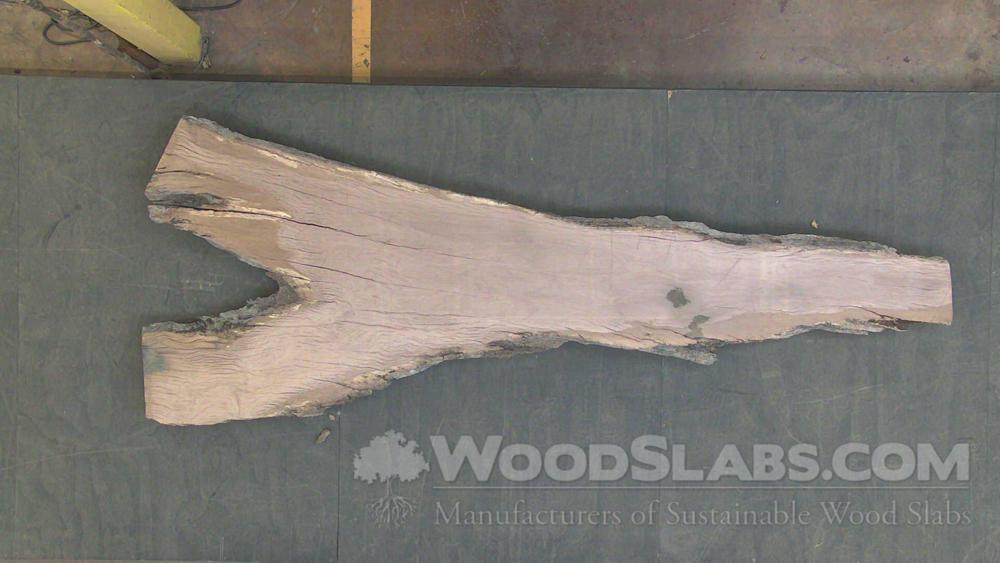 Live Oak Wood Slab #6Z1-OD7-MMIG