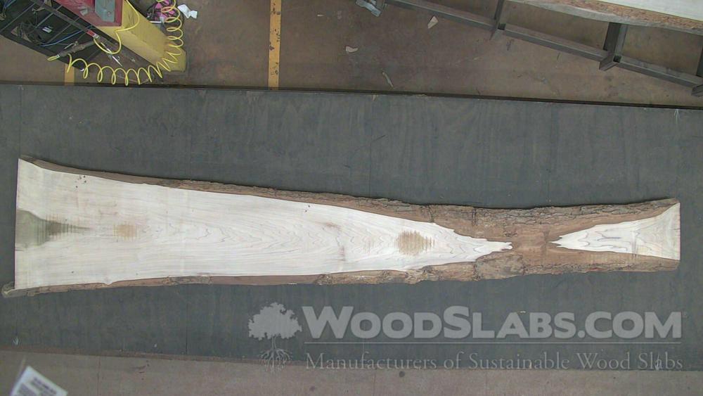 Rainbow Poplar Wood Slab #PZ4-LNK-A7AA