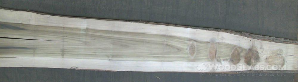 Rainbow Poplar Wood Slab #9B6-F03-7FQ4