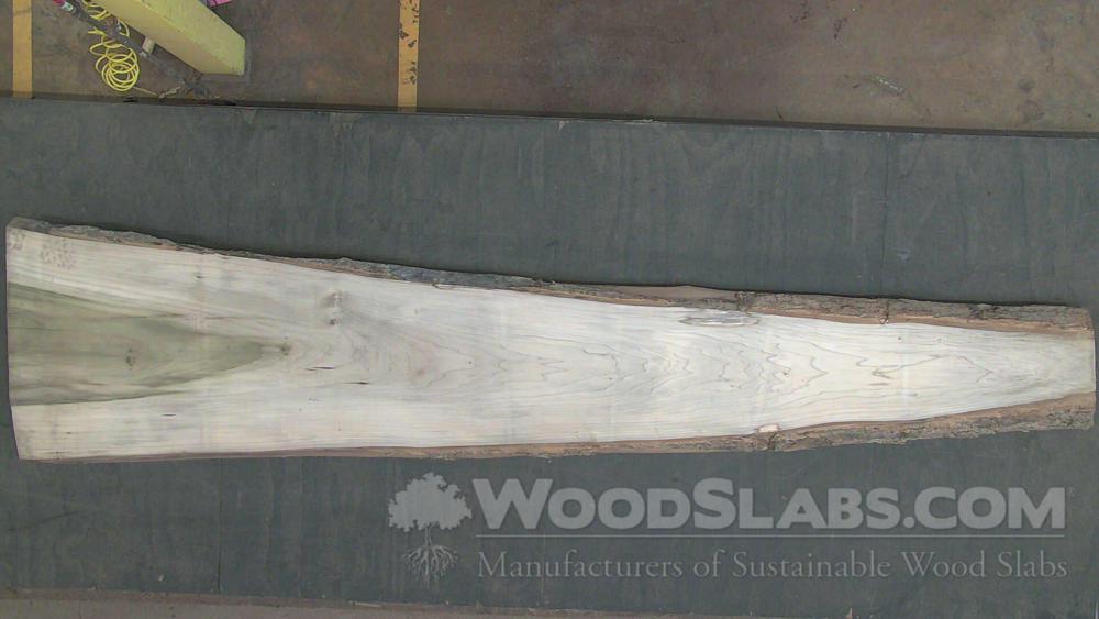 Rainbow Poplar Wood Slab #ZNI-D3W-MS97