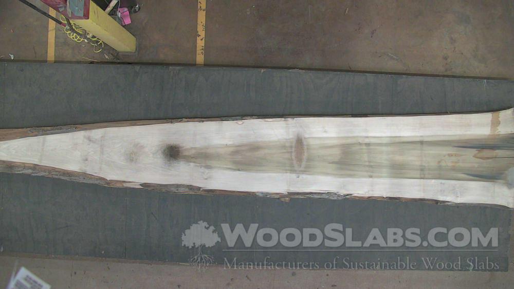 Rainbow Poplar Wood Slab #W0W-CHQ-IQTO