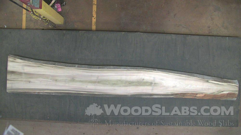 Rainbow Poplar Wood Slab #AOF-T4C-T405
