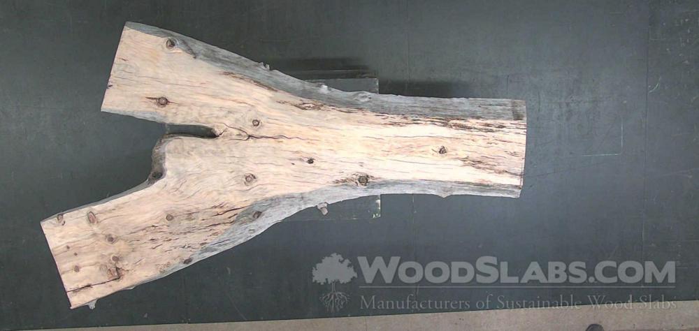 Norfolk Island Pine Wood Slab #S2N-EID-XXTI