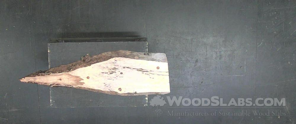 Norfolk Island Pine Wood Slab #Z11-VGU-C1B5