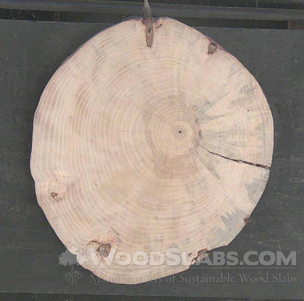 Norfolk Island Pine Wood Slab #PPD-8RY-MAC8