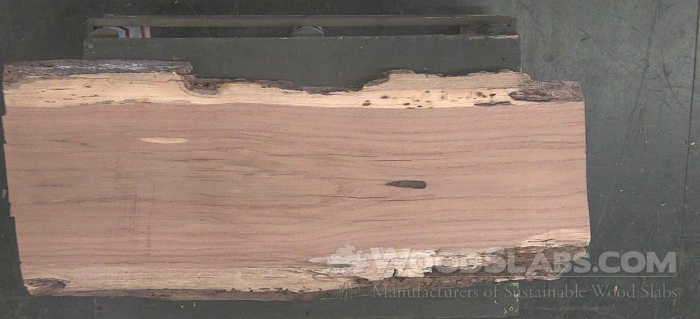 Laurel Oak Wood Slab #Y6D-JDN-C867