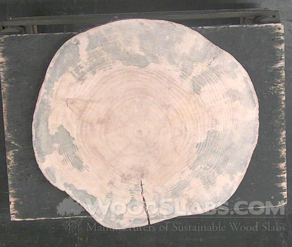 Norfolk Island Pine Wood Slab #UEL-4ID-JQZU