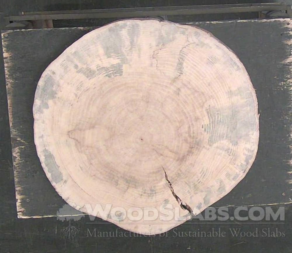Norfolk Island Pine Wood Slab #D3V-3AT-G8E9