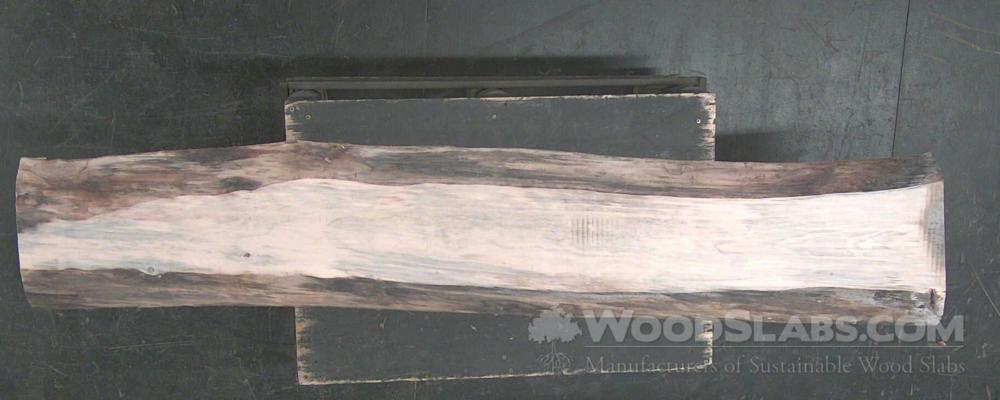 Norfolk Island Pine Wood Slab #XL7-78R-K2WV