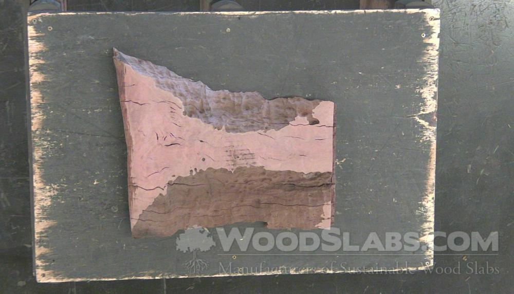 Eucalyptus Wood Slab #8V7-UTM-19EE