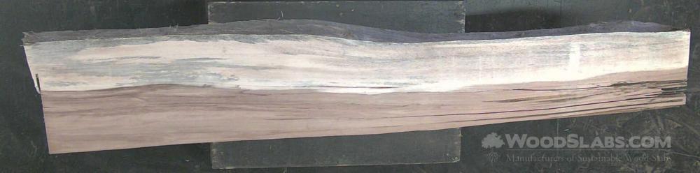 Parota Wood Slab #EL0-E40-BNA5