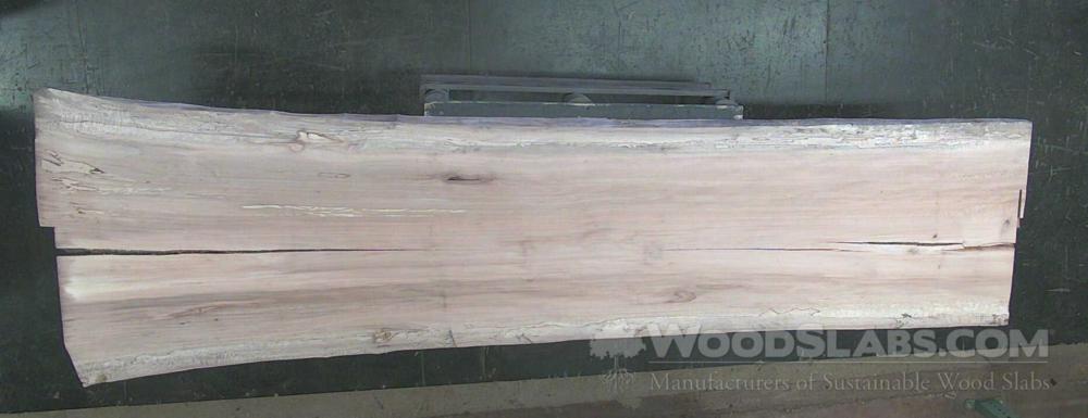 Sycamore Wood Slab #76N-SHX-ZMG9