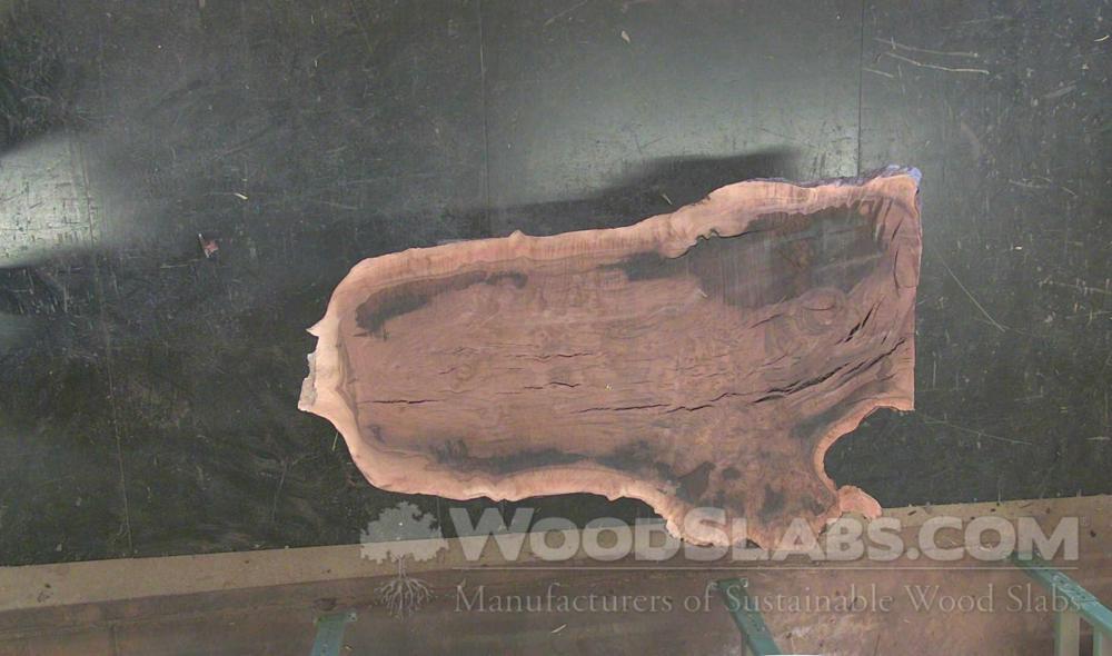 Calera Walnut Wood Slab #U9J-F72-8A15