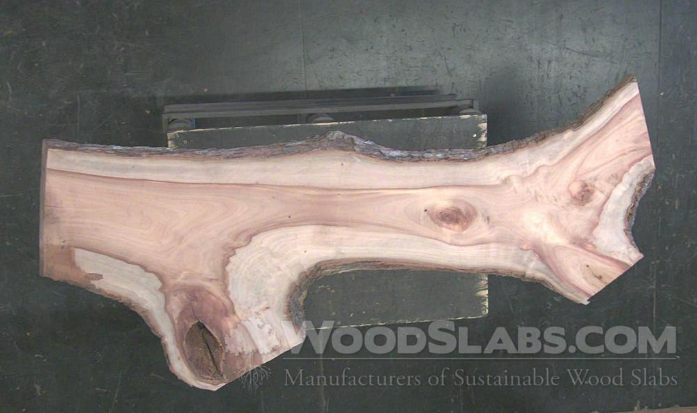 Camphorwood Wood Slab #YKB-UG3-I7JD