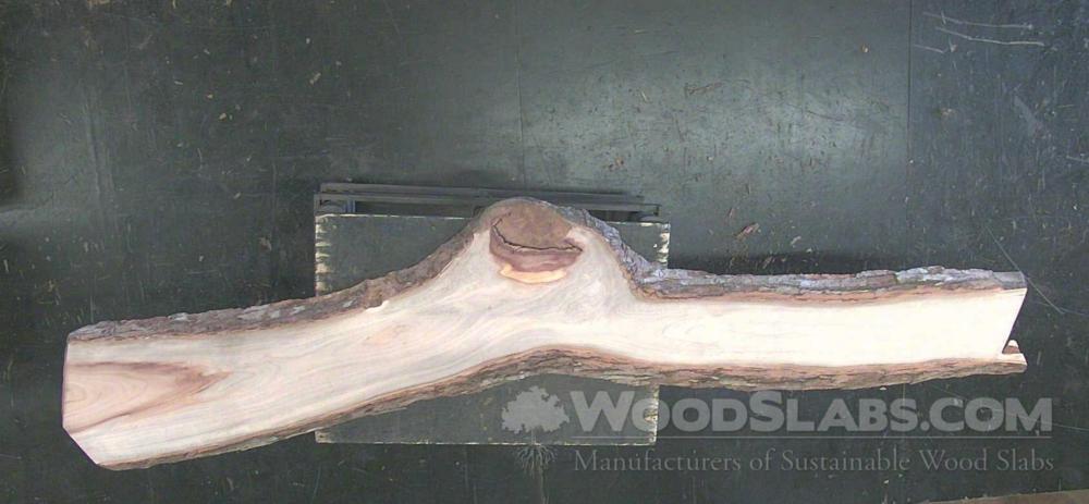 Camphorwood Wood Slab #IP8-FNC-P0YB