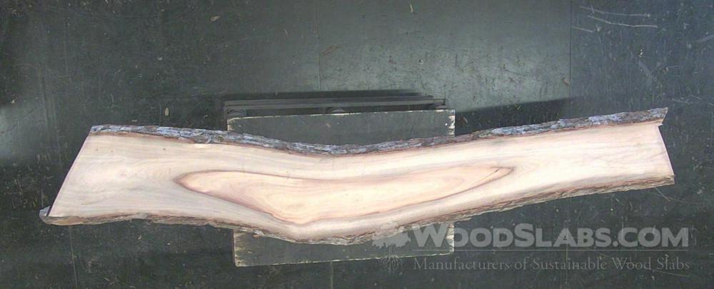 Camphorwood Wood Slab #W3A-1UH-KF6A