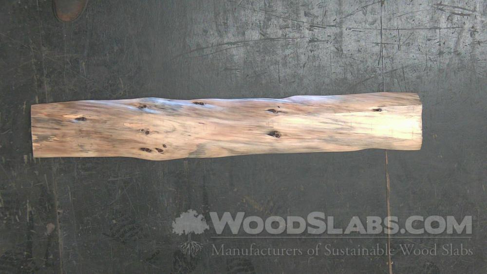 Norfolk Island Pine Wood Slab #XIA-50T-1FER