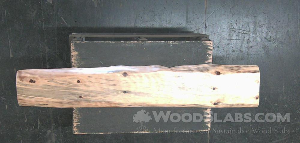 norfolk island pine Wood Slab #1V8-330-B0TY