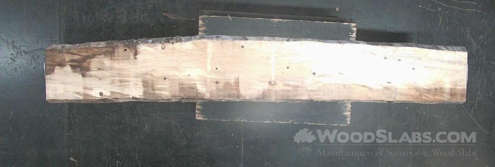 Norfolk Island Pine Wood Slab #1V4-YTD-TFER