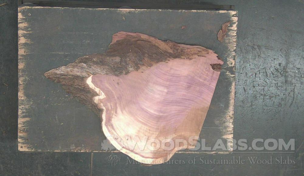 Aromatic Cedar Wood Slab #JN3-Q73-2Z49