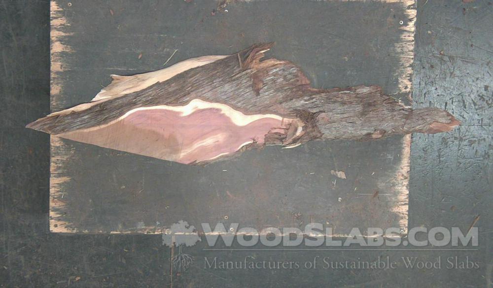 Aromatic Cedar Wood Slab #OOQ-6Y6-TVVZ