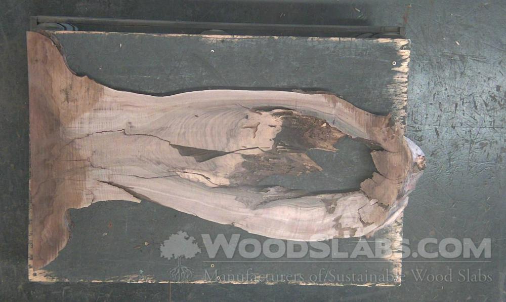 Claro Walnut Wood Slab #HX6-P6V-8R21