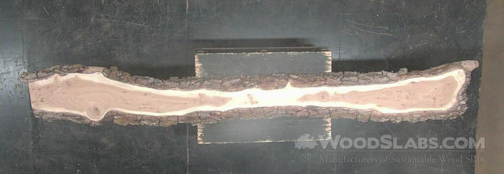 English Elm Wood Slab #DE4-PFM-ALIS