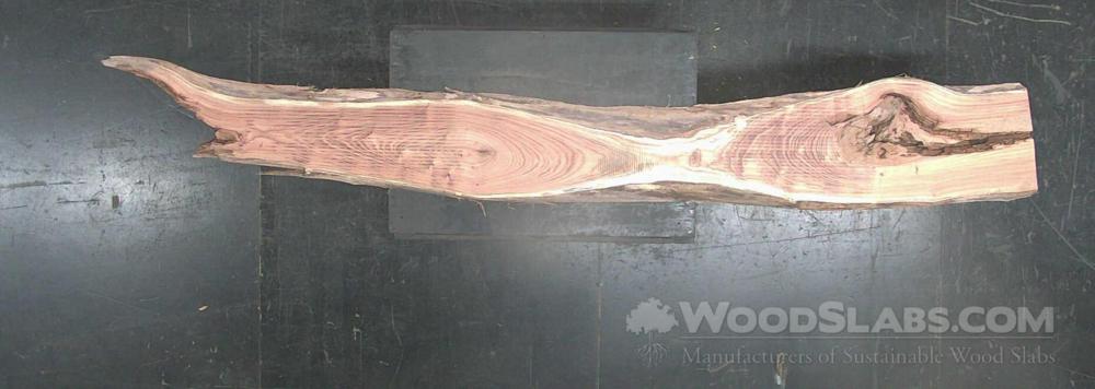 English Elm Wood Slab #IB4-U7J-TEFR