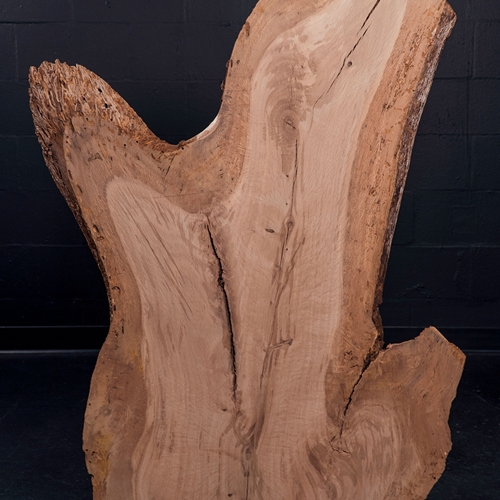 Feburary's Winner Live Oak Wood Slab