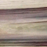 Rainbow Poplar