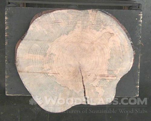 Norfolk Island Pine Wood Slab #YCK-OEK-A5BV