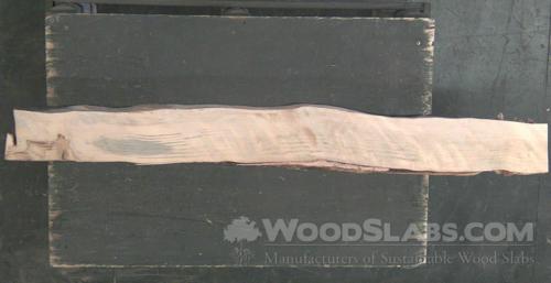 Norfolk Island Pine Wood Slab #Q2F-O5D-JN93