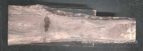 Pecan Wood Slab #OGP-LTS-XV30