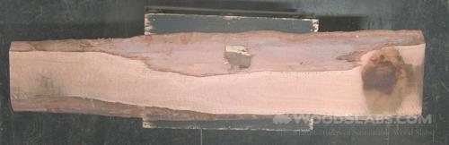 Eucalyptus Wood Slab #SOJ-22W-FZCB