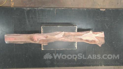 Eucalyptus Wood Slab #NCC-5N5-7XXY