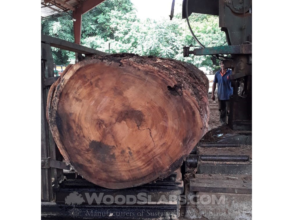 parota log being cut